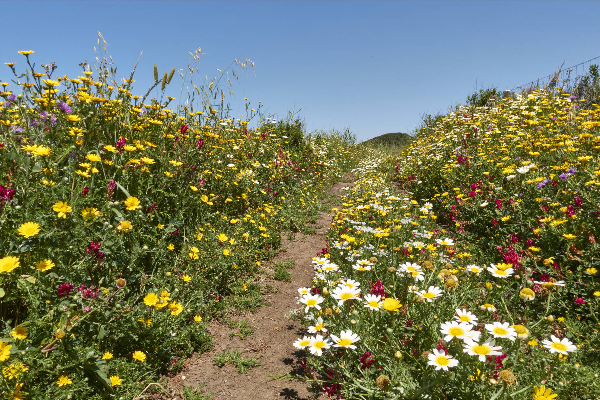 Frühling an der Costa de la Luz – die Küstenpfade des Arco Atlántico ein Blütenrausch.