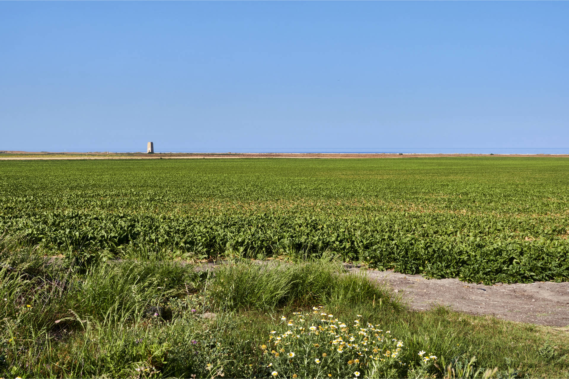 Vorbei an Sonneblumenfeldern – der Torre de Castilnovo und El Palmar de Vejer in der Ferne.