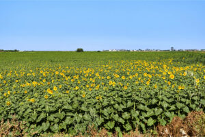 Vorbei an Sonneblumenfeldern – der Torre de Castilnovo und El Palmar de Vejer in der Ferne.