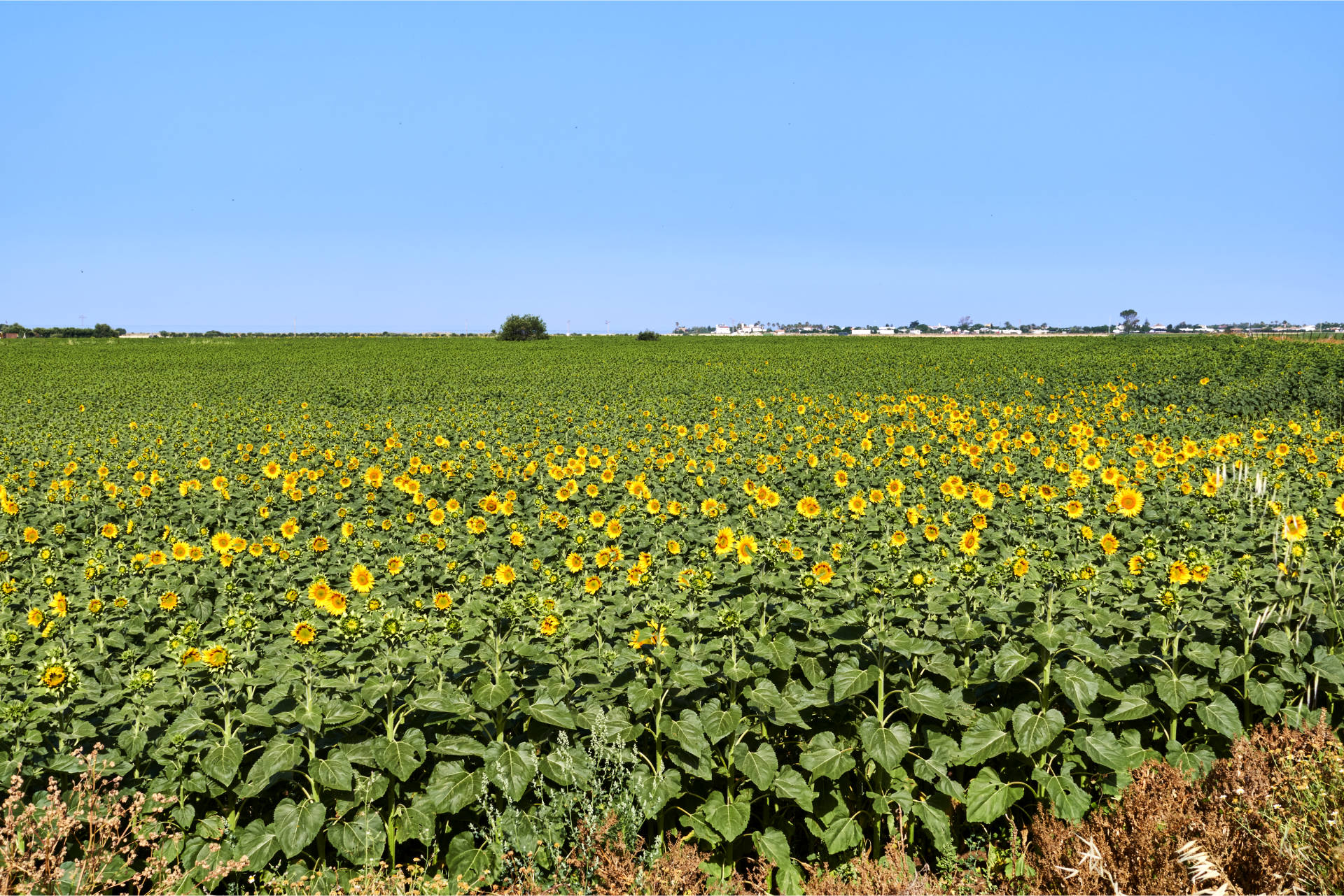 Vorbei an Sonneblumenfeldern – der Torre de Castilnovo und El Palmar de Vejer in der Ferne.