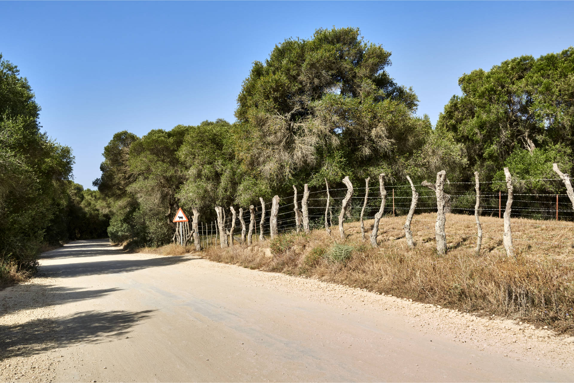 Auf der Carretera Arroyo San Ambrosio durch den Naturpark La Breña y Marismas del Barbate.