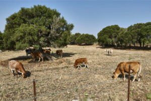 Der Naturpark La Breña y Marismas del Barbate mit weidenden Vacas retintas.