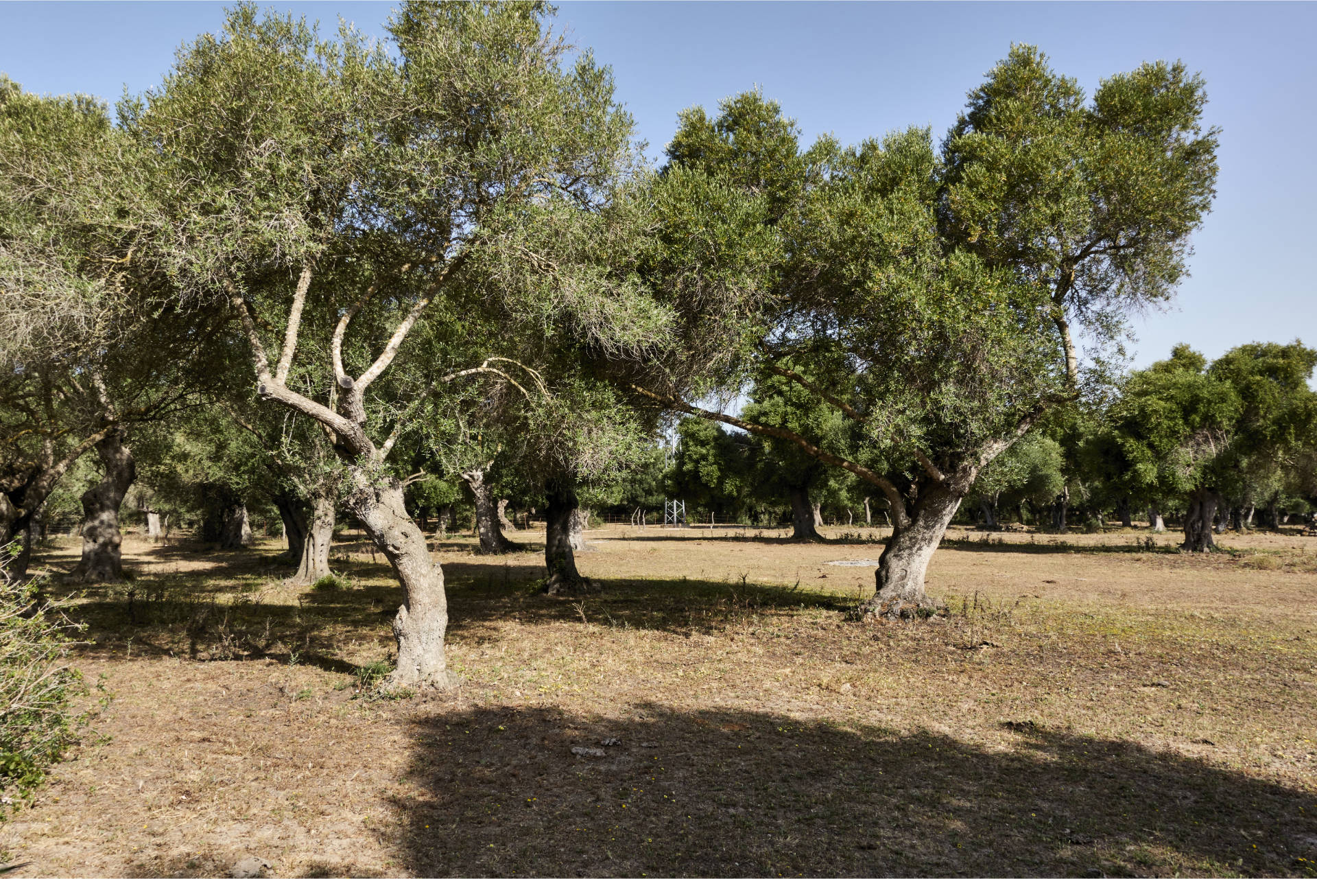 Der Naturpark La Breña y Marismas del Barbate.