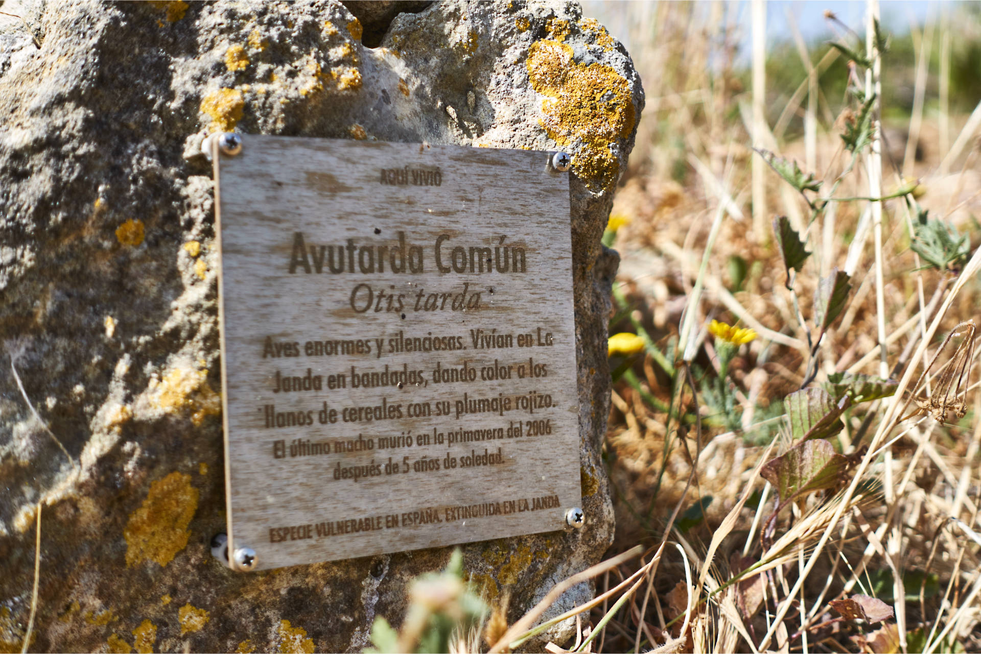 Am Mirador Memorial a la Vida (189 m) auf den Altos de Buenavista.