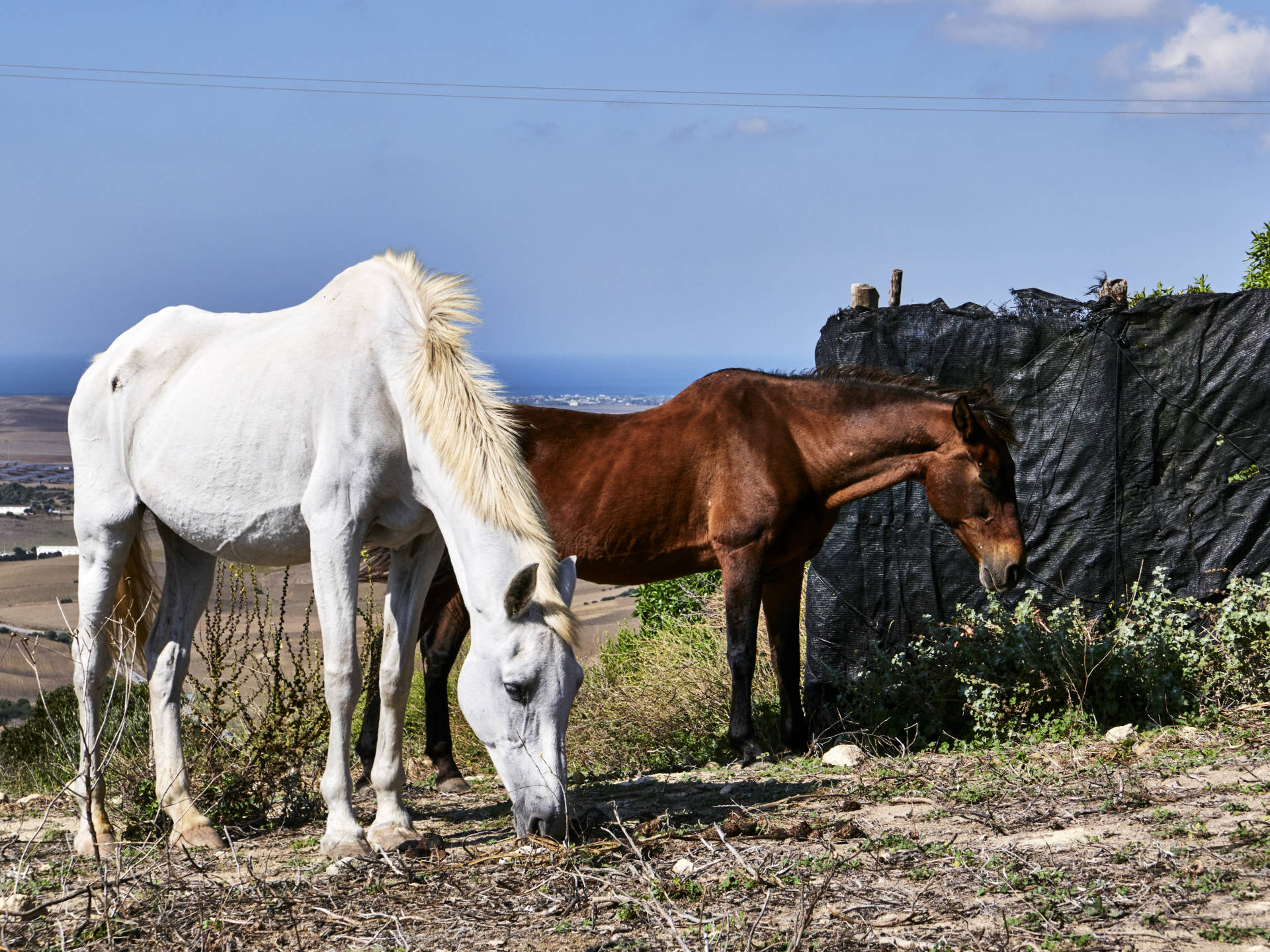 Caballos am Mirador de Trafalgar.